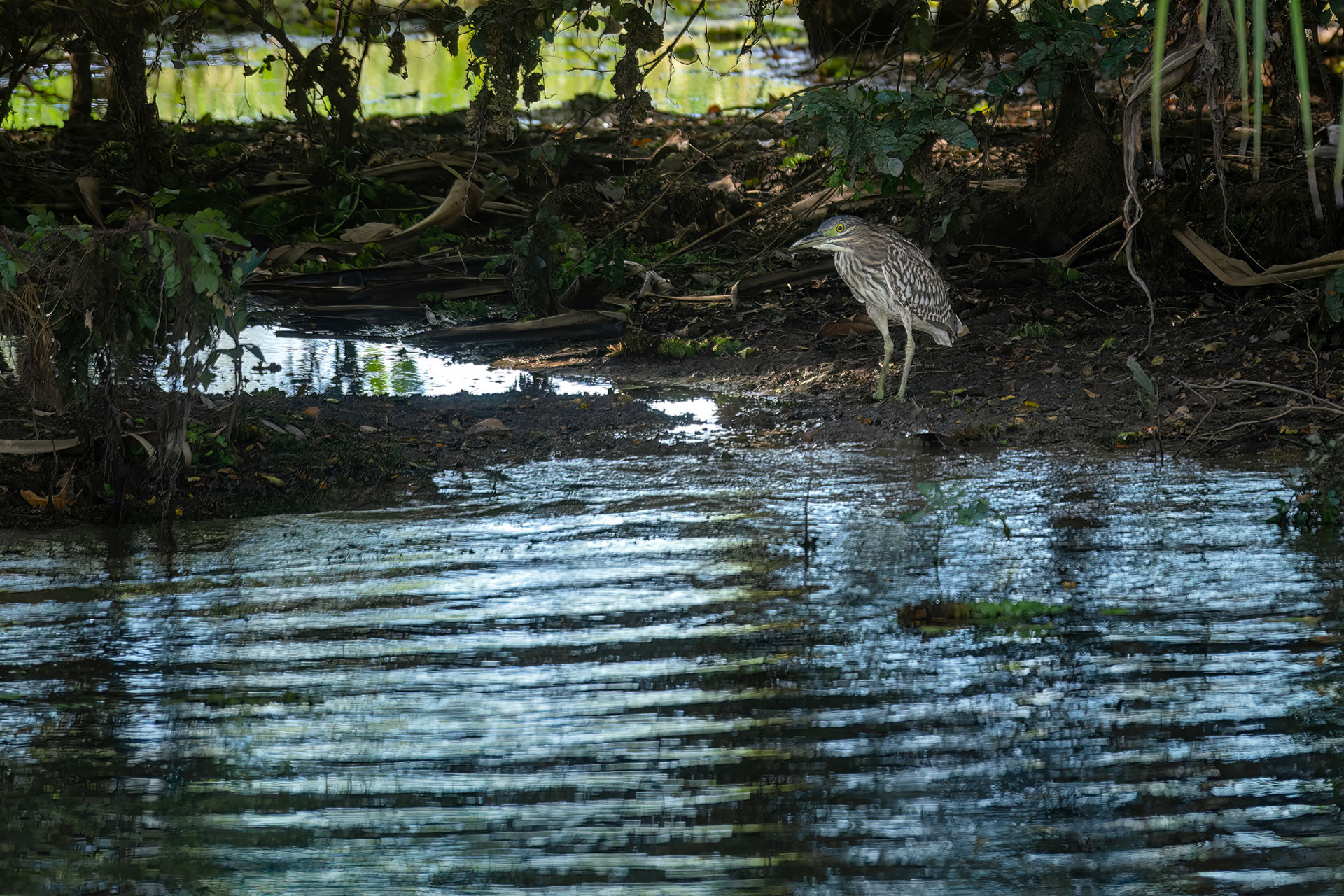 Kakadu National Park - Bootstour im Yellow Water Billabong - Rotrückenreiher